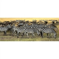 Posterazzi DPI1848064LARGE MASAI MARA KENYA - стадо на Burchells Zebra & Wildebeest Poster Print, голям - 14
