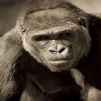 Планета на печат на плаката на Apes от Сюзън Паркър