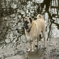 Редмънд, WA. Pug с цвят на Fawn, приятел, позиращ от река Самамиш в парк Меримур. Печат на плакат от Джанет Хортън