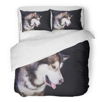 Комплект спално бельо много красиво куче маламут хъски в студио забавно щастливо сибирска аляска изглежда като мечка двойно покритие на одеяла с възглавница за до