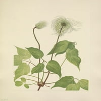 Американски диви цветя Columbia Clematis Fruit Poster Print от Mary V. Walcott