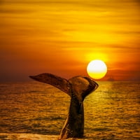 Хъмбек китът повдига опашката във въздуха по залез; Хавай, Плакат на САЩ на Съединените американски щати от Дейв Флетъм # 12578351