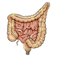 Обща анатомия на дебелото черво. Печат на плакат от Alan Gesek Stocktrek Images