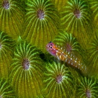 Pygmy Goby, New Ireland, Papua New Guinea Poster Print от Bruce Shafer Stocktrek Images