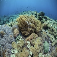 Коралите се състезават за пространство за растеж на риф в индонезийския отпечатък
