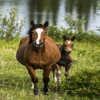 Диви коне, кобила с жребчето си, с езеро на заден план; Юкон, Канада за печат на плакат от Марк Нюман # 12331606