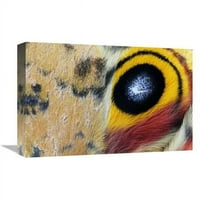 Глобална галерия в. Io Moth Wing With Eye -Pot, Тексас Арт печат - Jasper Doest