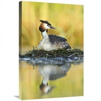 Глобална галерия в. Great Crested Grebe на плаващо гнездо, Национален парк де Бисбош, Нидерландски печат на изкуството - Jasper Doest