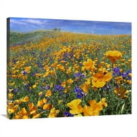 Глобална галерия в. Калифорнийски макови и пустини Bluebell Flowers, Antelope Valley, California Art Print - Тим Фицхарис